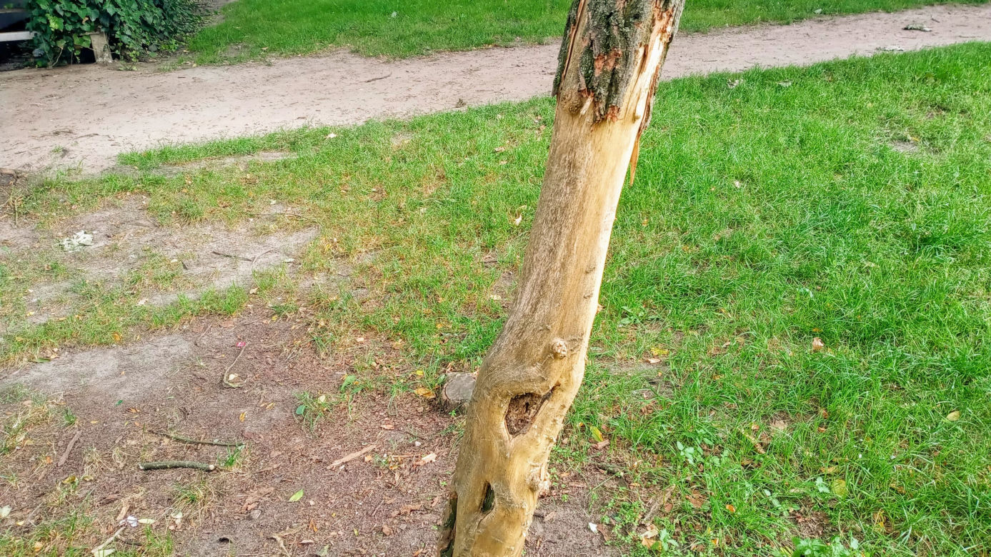 Ktoś celowo okalecza drzewa w centrum Szczecina