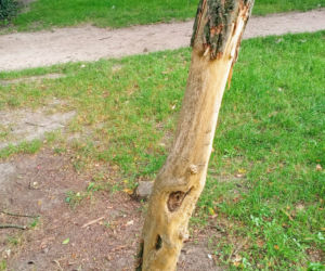 Ktoś celowo okalecza drzewa w centrum Szczecina