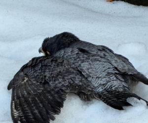 Nie żyje Giga - samica sokoła wędrownego związana z Pałacem Kultury i Nauki