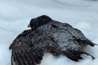 Nie żyje Giga - samica sokoła wędrownego związana z Pałacem Kultury i Nauki