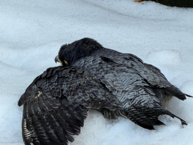 Nie żyje Giga - samica sokoła wędrownego związana z Pałacem Kultury i Nauki