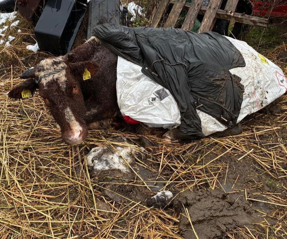 Trzymał zwierzęta w dramatycznych warunkach. Grożą mu 3 lata więzienia