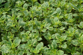 Lebiodka pospolita - Origanum vulgare