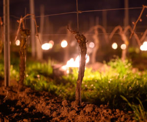 Przymrozki w winnicy - podgrzewanie winorośli