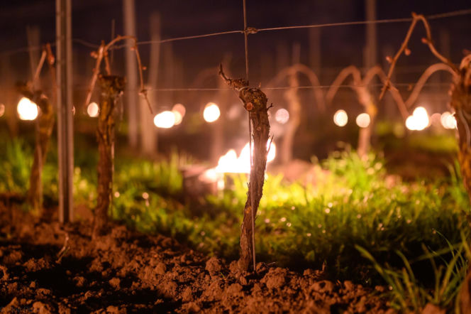 Przymrozki w winnicy - podgrzewanie winorośli