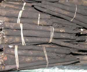 Wężymord to jedno z najbardziej niedocenianych warzyw w polskiej kuchni. Jest bogate w inulinę oraz cenne minerały