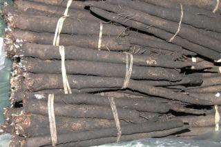 Wężymord to jedno z najbardziej niedocenianych warzyw w polskiej kuchni. Jest bogate w inulinę oraz cenne minerały