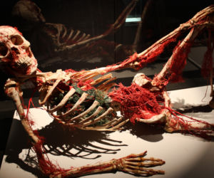 Rzeźby Gunthera von Hagens