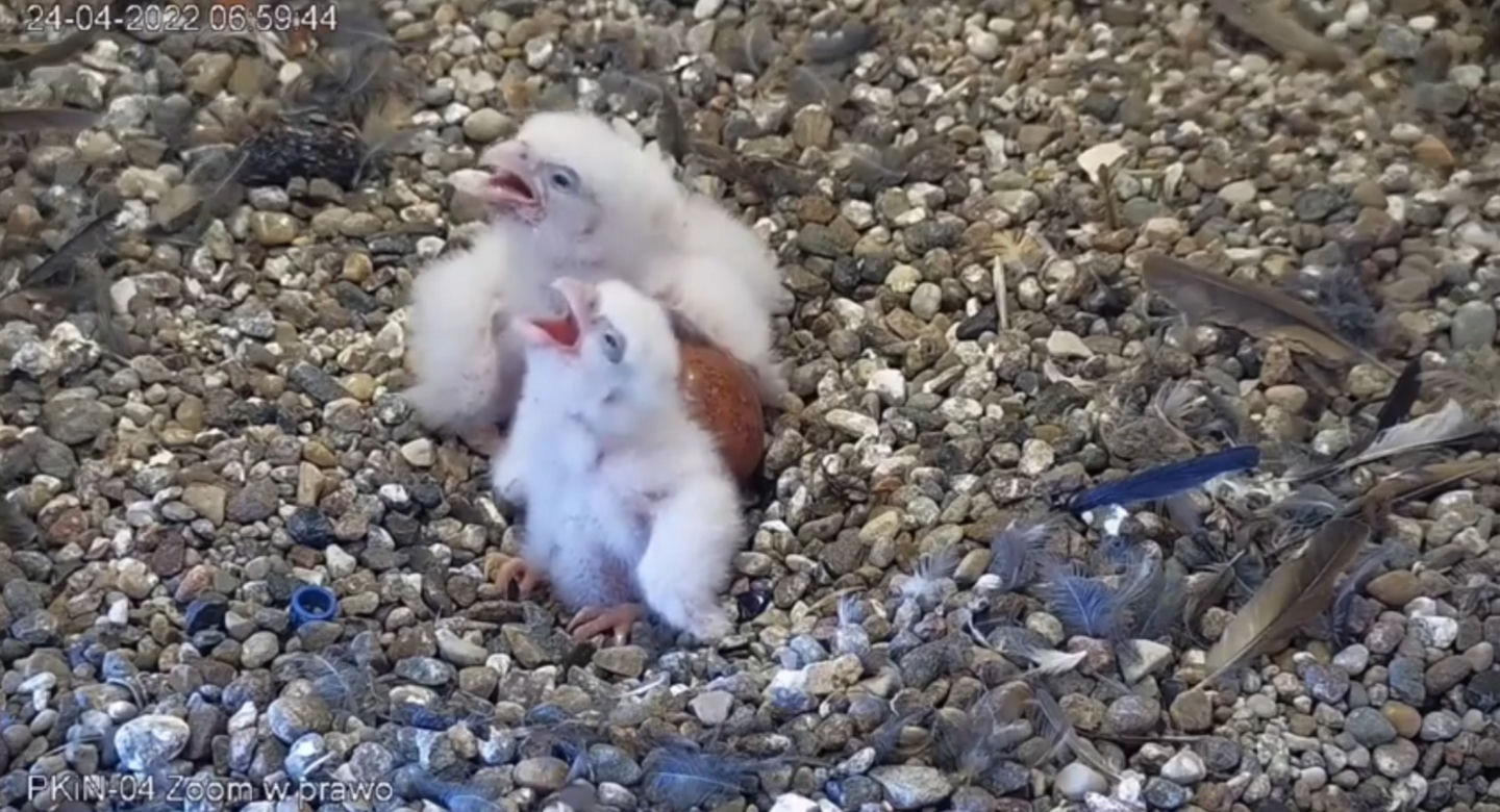 Franek i Giga mają dzieci! Gniazdo sokołów na PKiN można podglądać NA ŻYWO