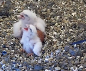 Franek i Giga mają dzieci! Gniazdo sokołów na PKiN można podglądać NA ŻYWO