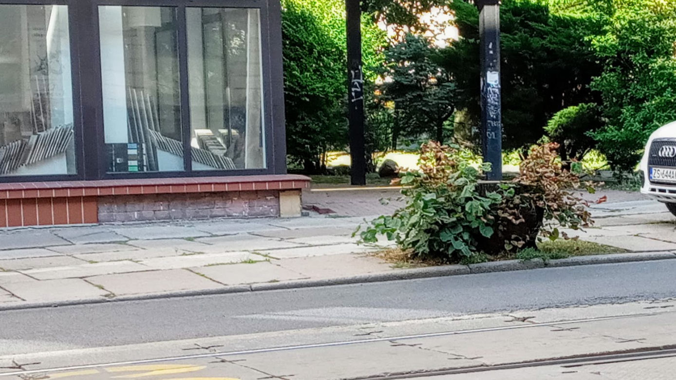 Wycięte drzewa w centrum Szczecina nagle odżyły