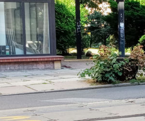 Wycięte drzewa w centrum Szczecina nagle odżyły