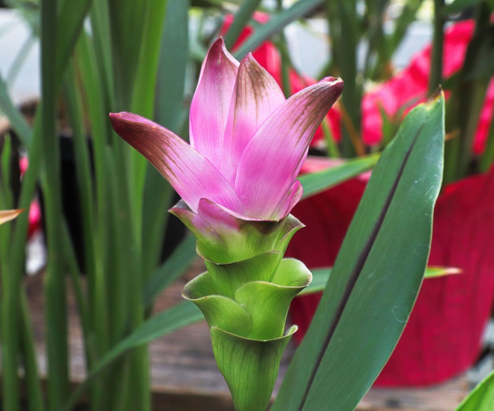 Jak dbać o kurkumę w doniczce? Sprawdzone porady