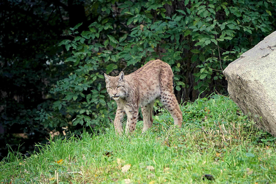 Weekendowe atrakcje we wrocławskim zoo: Dzień Wilka i charytatywny "Dziki Bieg"