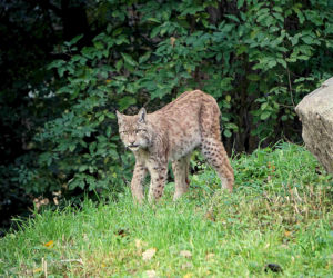 Weekendowe atrakcje we wrocławskim zoo: Dzień Wilka i charytatywny Dziki Bieg