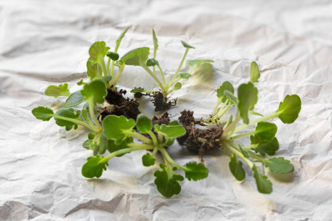 Rozmnażanie sępolii przez podział