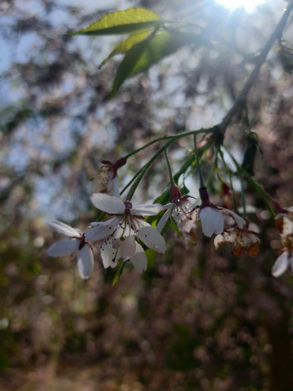 Kwitnące wiśnie i magnolie w Ogrodzie Botanicznym w Powsinie