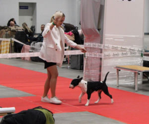 Międzynarodowa Wystawa Psów Rasowych Duo Cacib Kielce 2025