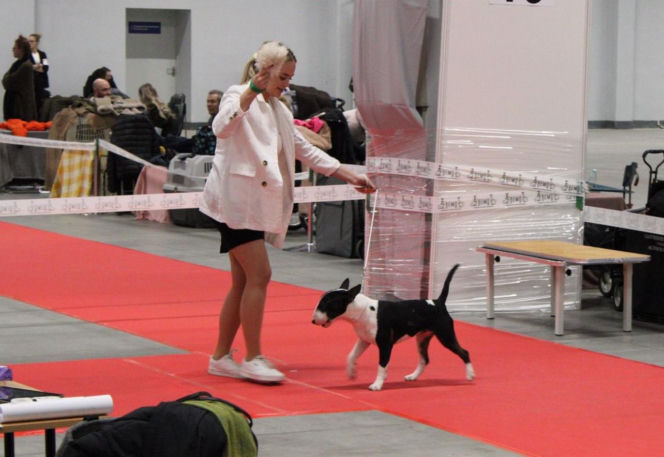 Międzynarodowa Wystawa Psów Rasowych Duo Cacib Kielce 2025