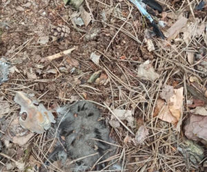 Ktoś zniszczył gniazdo bielika, zginęły maleńkie pisklęta