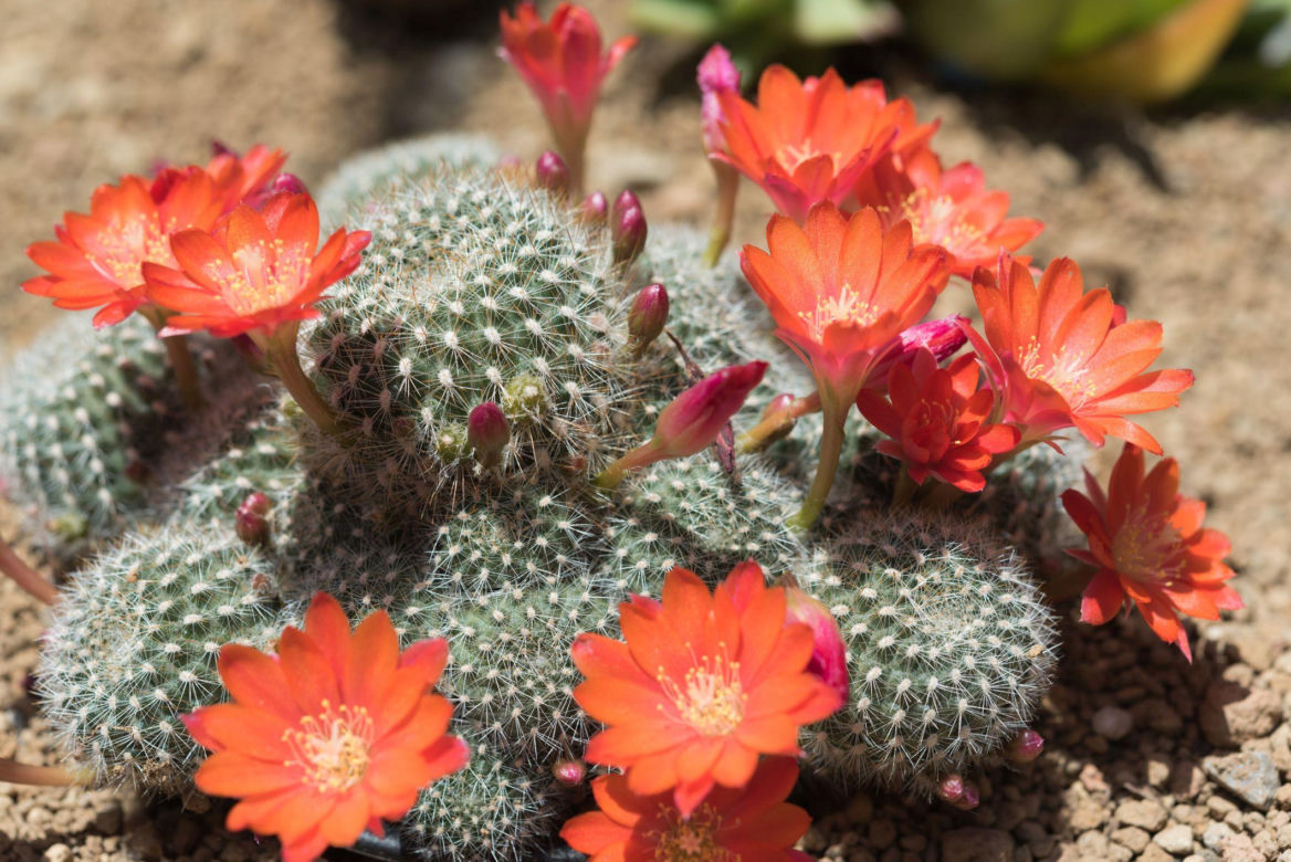 Rebutia minuscula