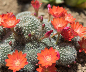 Rebutia minuscula