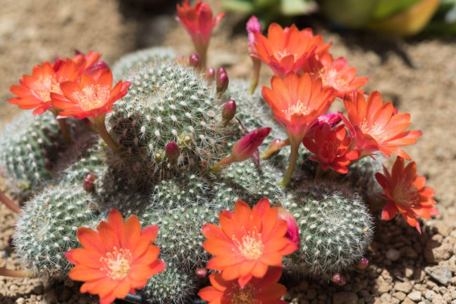 Rebutia minuscula