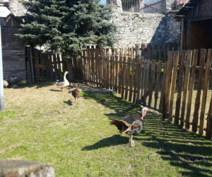 Zagajnik Wielkanocny w Będzinie