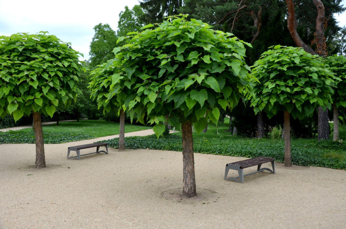 Katalpa bignoniowa 'Nana'