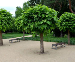 Katalpa bignoniowa 'Nana'