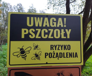 Zainteresowanie jest duże. Już ponad 250 osób odwiedziło pasiekę edukacyjną w Ostrzeszowie 