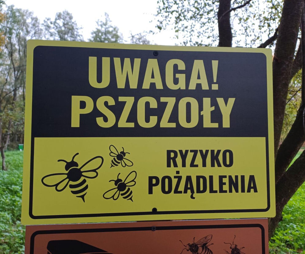 Zainteresowanie jest duże. Już ponad 250 osób odwiedziło pasiekę edukacyjną w Ostrzeszowie 