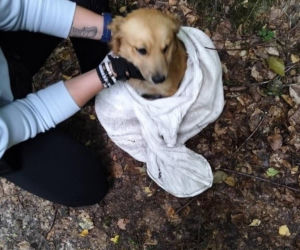 Wsadził psa do worka i wywiózł do lasu! Zwyrodnialec namierzony przez policję