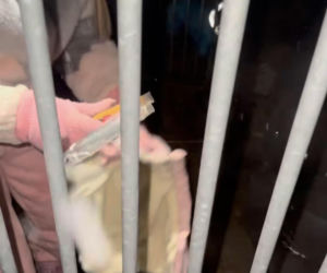 Doda ratuje psy przed mrozem