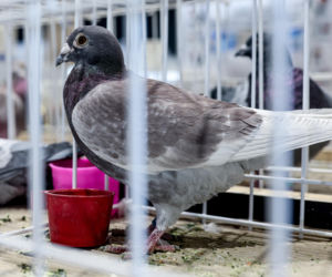 Katowice stolicą gołębiarstwa. Za nami 17. edycja EXPOGołębie. To największa tego typu impreza w Europie