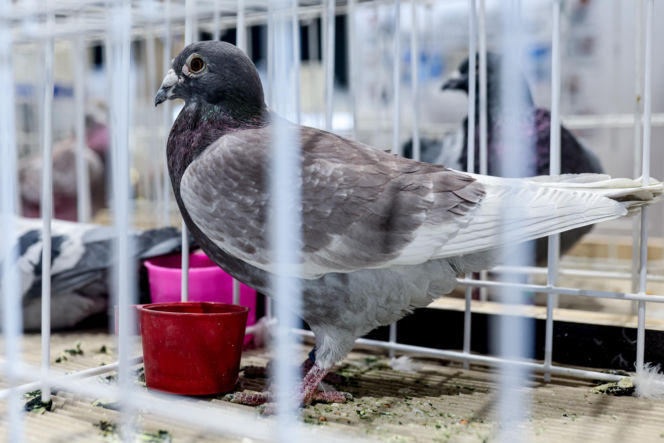 Katowice stolicą gołębiarstwa. Za nami 17. edycja EXPOGołębie. To największa tego typu impreza w Europie