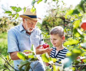Przechodniu pochyl się nad jabłonią w ogrodzie. Zasil ją tą mieszanką, a drzewo obsypie soczystymi owocami. Wiosenne nawożenie jabłoni  