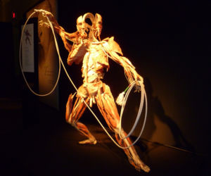 BODY WORLDS w Katowicach