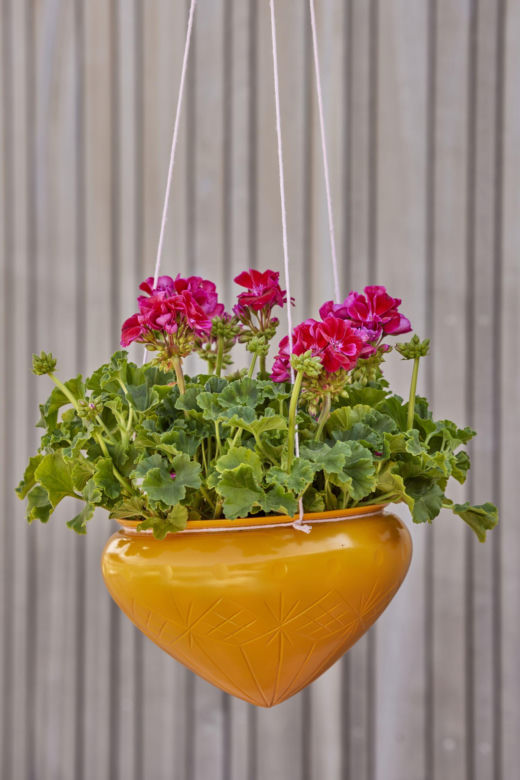 Wiszące pelargonie