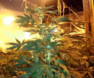 marihuana