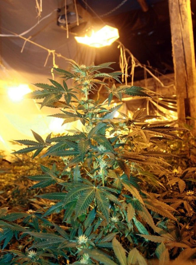 marihuana