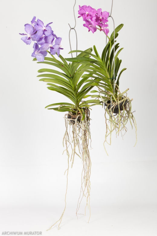 storczyk-Vanda