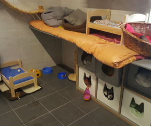Sosnowieckie schronisko ma nową szczeniakarnię i kociarnię