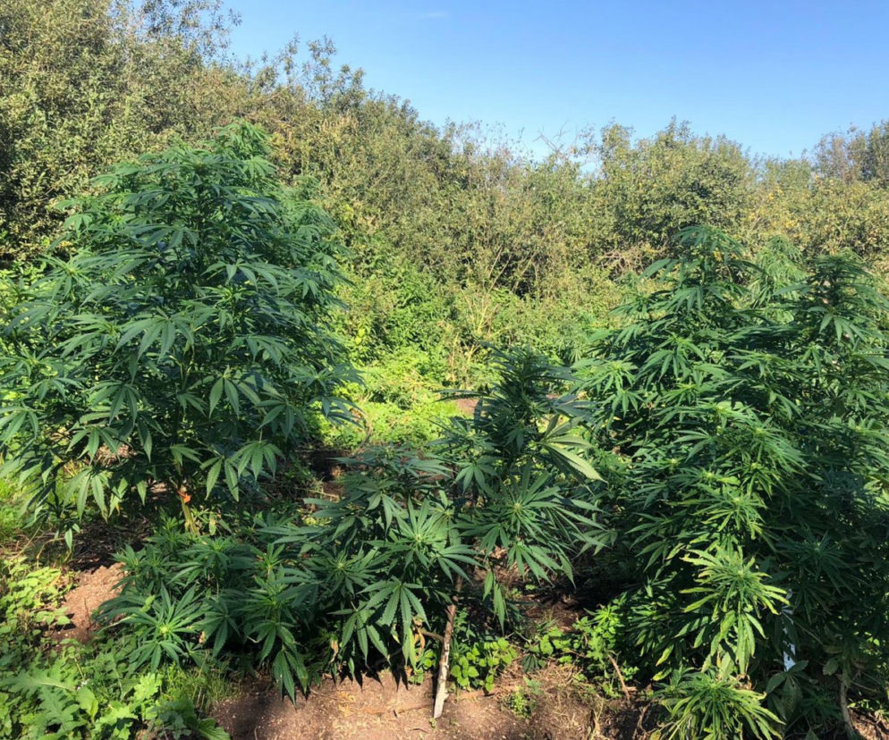Plantacja marihuany w powiecie lubartowskim