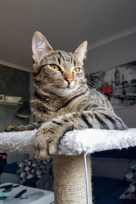Koci snajper strzelał do Kitki