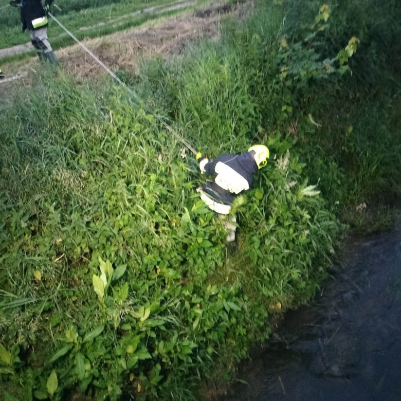 Strażacy wyciągnęli kota z rzeki