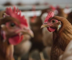 Choroba Newcastle w Europie. Co oznacza dla polskich portfeli?