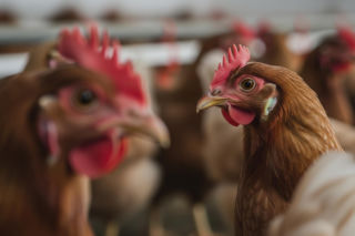 Choroba Newcastle w Europie. Co oznacza dla polskich portfeli?