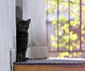 Koty Jarka nas terroryzują