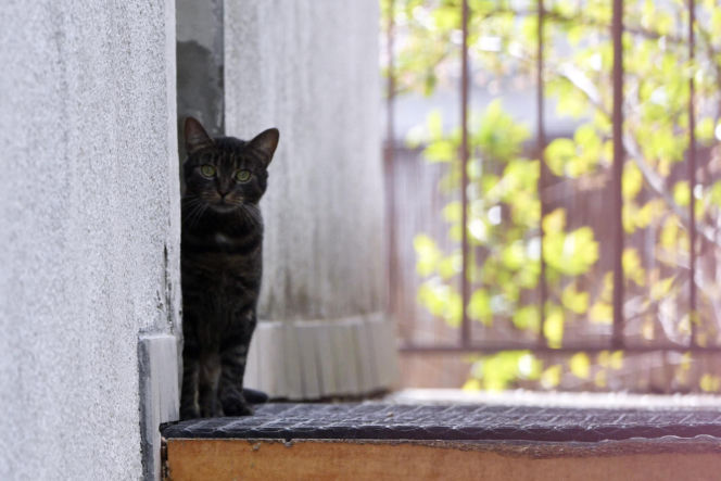 Koty Jarka nas terroryzują